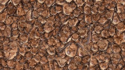 Ozaveščanje o pomenu naravne dediščine gradu Borl